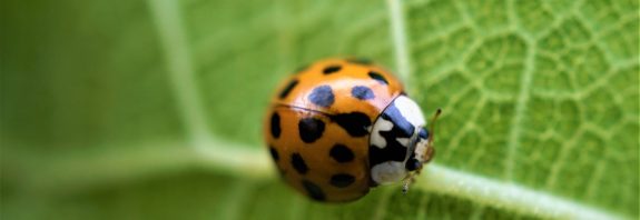 FNE Hauts de France Biodiversité